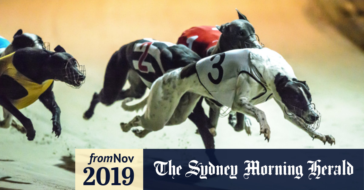 Victorian greyhound trainers suspended